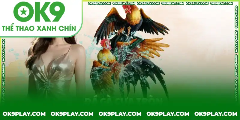 Đá gà cựa sắt cựa tròn thiên về lối đánh bền, chiến thuật Đá gà cựa sắt cựa tròn thiên về lối đánh bền, chiến thuật