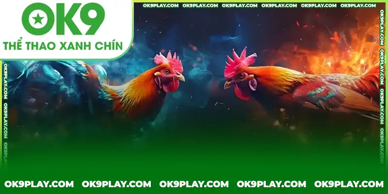 Lý do bạn nên học cách chọn gà đá hay Lý do bạn nên học cách chọn gà đá hay